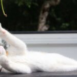 くさで遊ぶちろ　210823