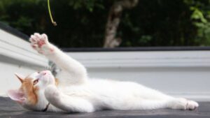 くさで遊ぶちろ　210823