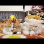 バナナのせたうずまきともふもふ　210825