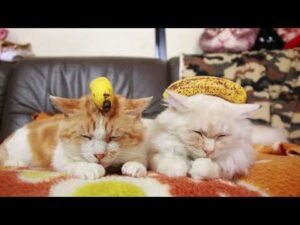 バナナのせたうずまきともふもふ　210825