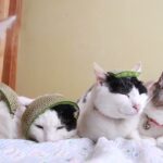 めろんの皮帽子　210826