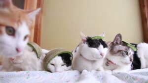 めろんの皮帽子　210826