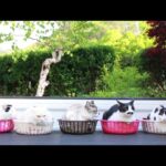 5匹のかご猫 210812