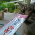 かご猫LIVE配信　210806 のハイライト 10:21:46 - 10:26:46