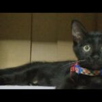 かご猫LIVE配信　210806