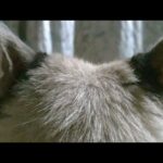 かご猫LIVE配信　210814