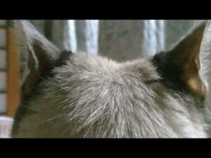 かご猫LIVE配信　210814