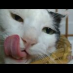 かご猫LIVE配信　210820