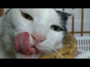 かご猫LIVE配信　210820