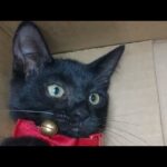 かご猫LIVE配信　210821