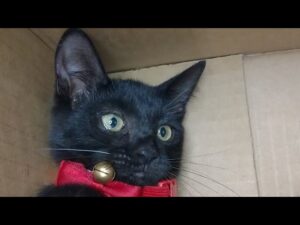 かご猫LIVE配信　210821