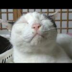 かご猫LIVE配信　210828