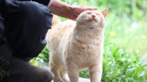 野良猫をだっこしてなでなで Stroking a stray cat　210822