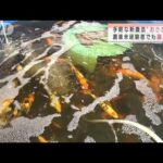 “次世代農業”魚にえさ→野菜が育つ　手軽で副業に(2021年9月5日)