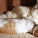 ちろともふもふ　210830