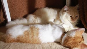 ちろともふもふ　210830