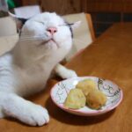 テーブルの上のじゃがいもの煮っころがし 210904