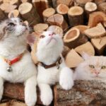 くさをたべるくろとちろ　210905