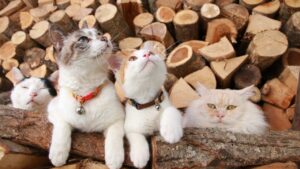 くさをたべるくろとちろ　210905