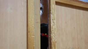 戸を開けられない子猫たち　210906