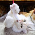 あそぶもふもふとうずまき Cat playing　210902