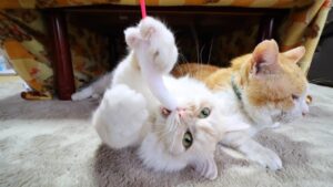 あそぶもふもふとうずまき Cat playing　210902