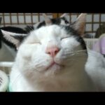 かご猫LIVE配信　210903