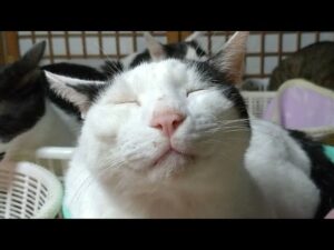かご猫LIVE配信　210903