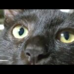 かご猫LIVE配信　210904