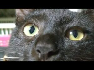 かご猫LIVE配信　210904